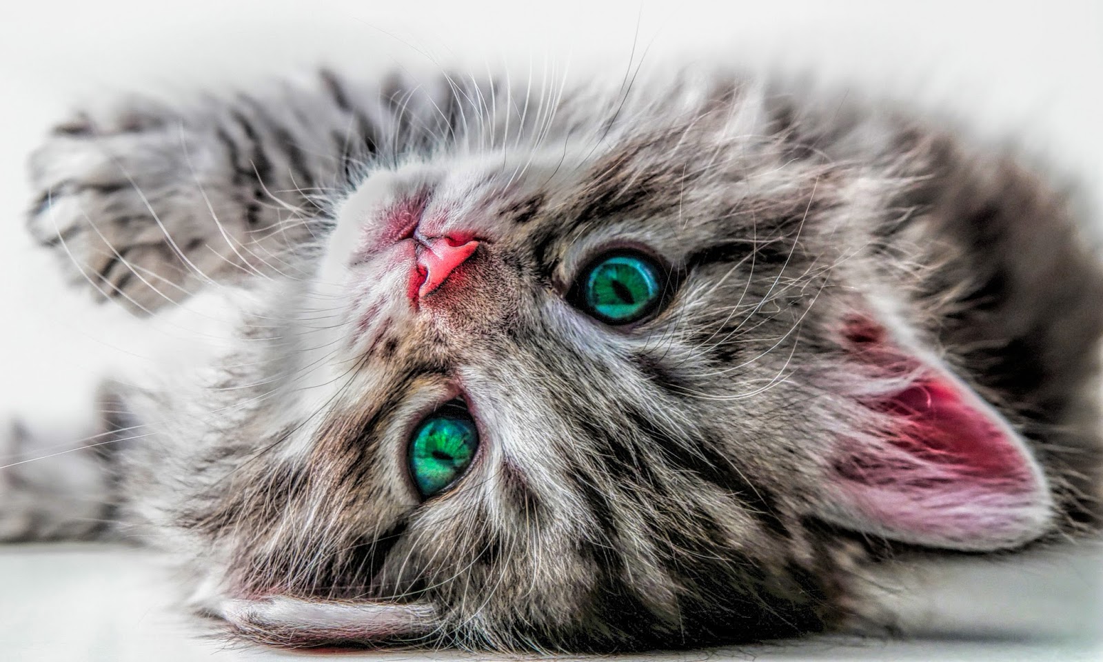 Kittens Latest HD Wallpapers