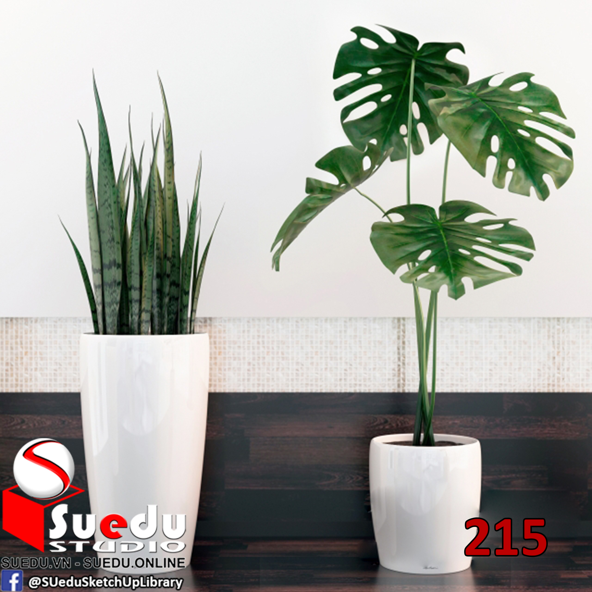 Растение похожее на монстеру. Размножение монстеры черенками. Монстера гибискус. Горшок под монстеру. Горшок для монстеры как подобрать.