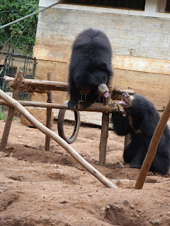 Two rescued bears have a squabble over whose turn it is to play on the climbing frame!