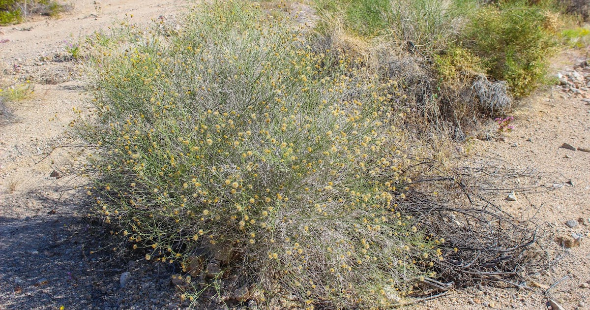 Cannundrums Button Brittlebush