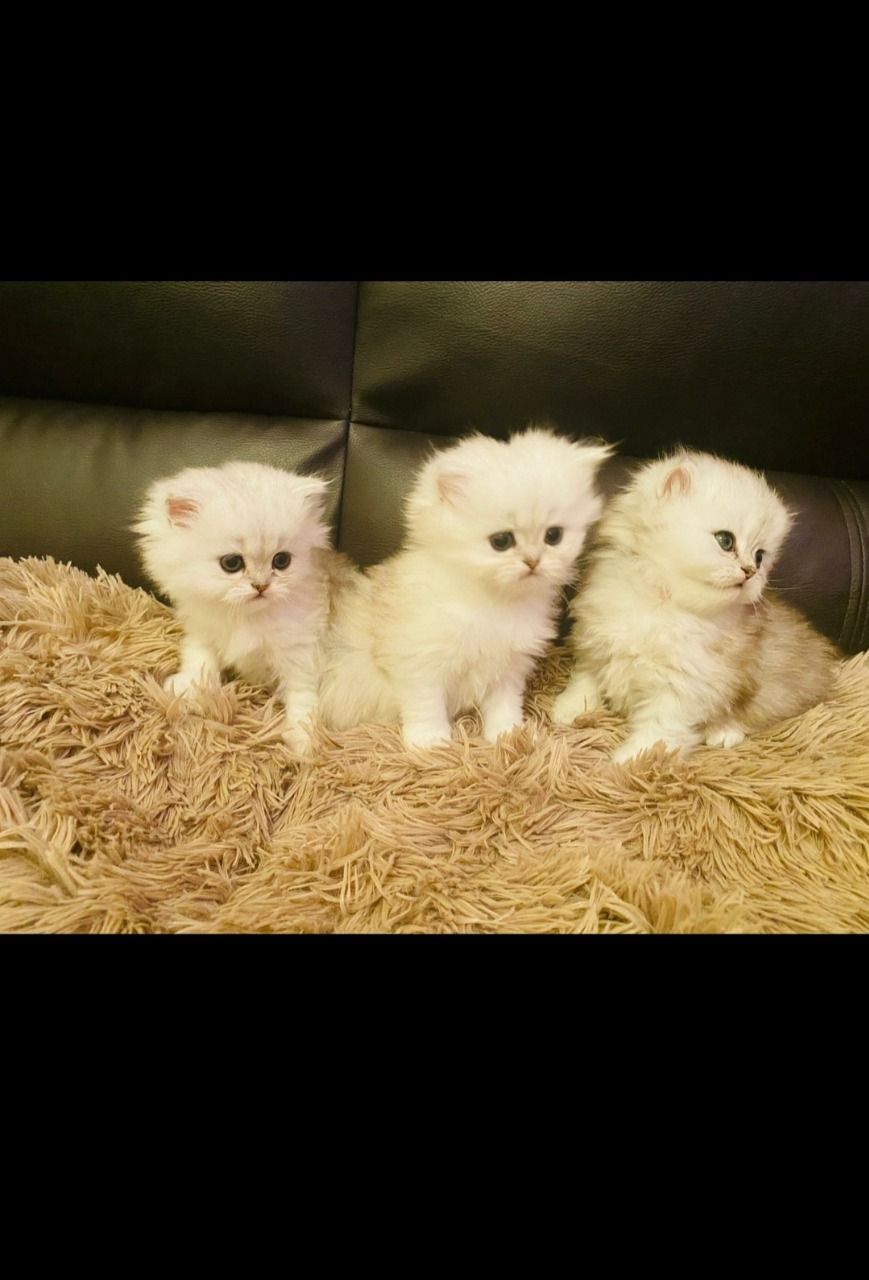 The Kuwait Cats and kittens Adoption and sales email us at