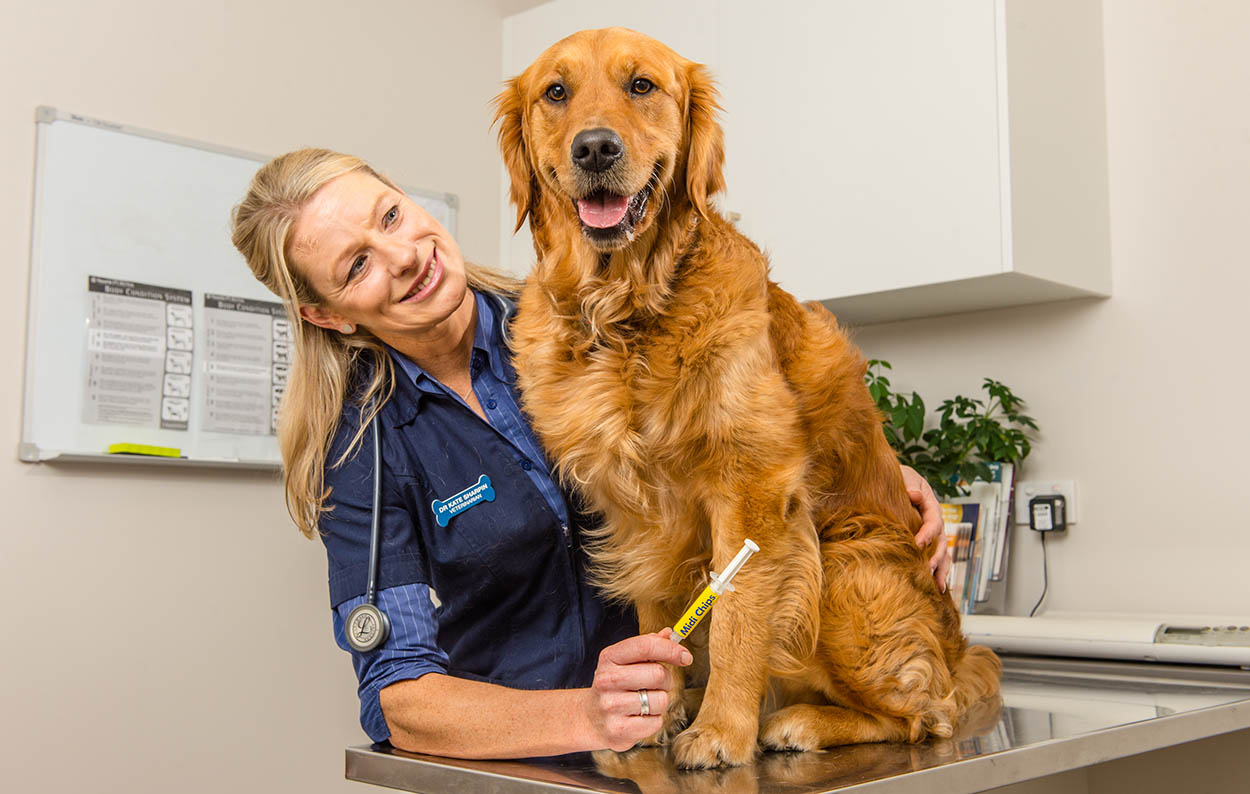 petstock microchipping 2019