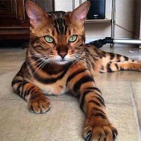 Toyger Cat breed personality