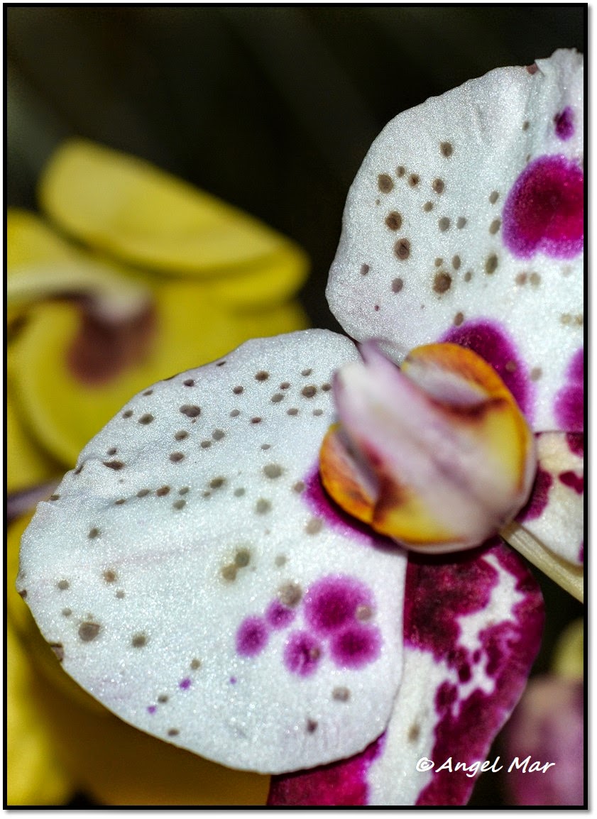 Orquídeas Blog de Angel Mar: Botrytis cinerea en orquídeas (Tiempo de  prevenir la aparición de hongos)