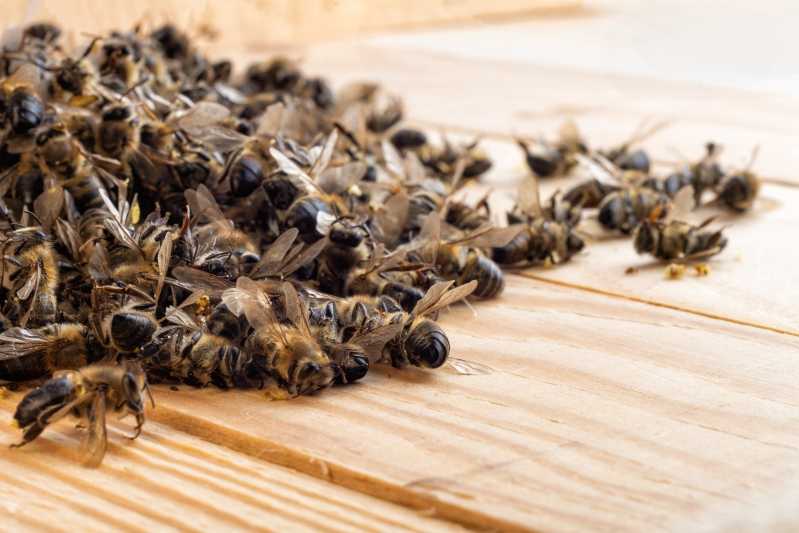 Governo favorece novamente a indústria dos venenos, mortes de abelhas, e consequências a biodiversidade