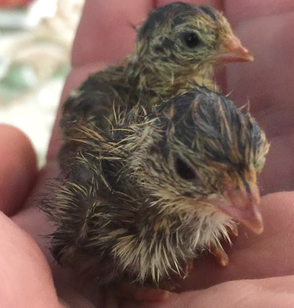 quail farming, quails, quail farming business, commercial quail farming, commercial quail farming business, what is quail farming, quail picture, profitable quail farming, quail chicks