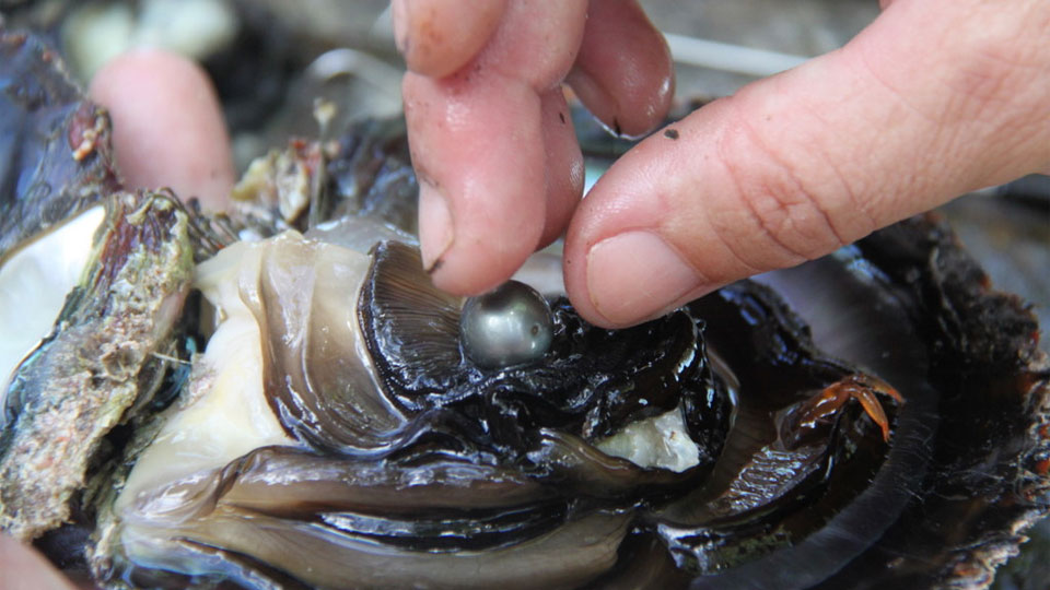 How Pearl Created By Oyster MyRokan