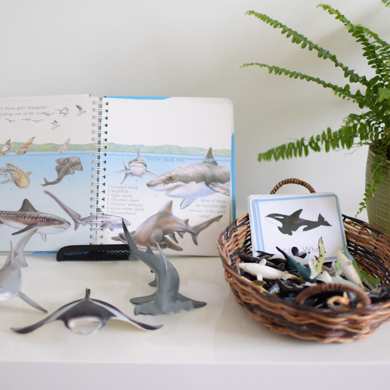 Learning About Sharks for Kids | The Pinay Homeschooler