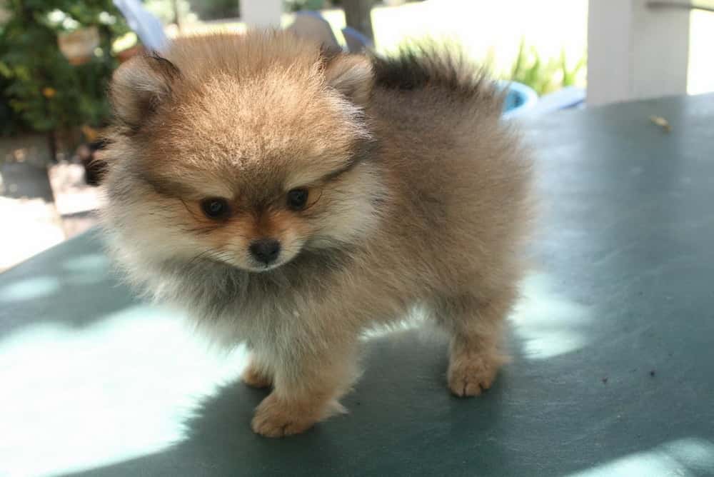 Top 11 Most Popular Small Dog Breeds In The World | Pets4Good - Best