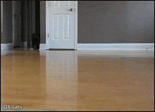 Funny Cat GIF • Cole the black cat funny Kitty sliding all over wood floors like a pro sCATer