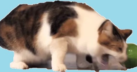 Kucing Muntah Kenali Penyebab Dan Pertolongan Pertamanya