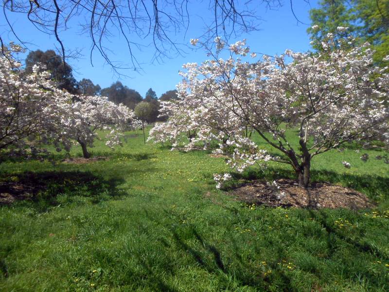 Tracks Trails And Coasts Near Melbourne Japanese Cherry Grove Banksia Park Bulleen