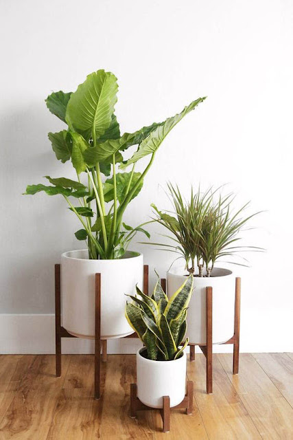 Indoor Plant Pots