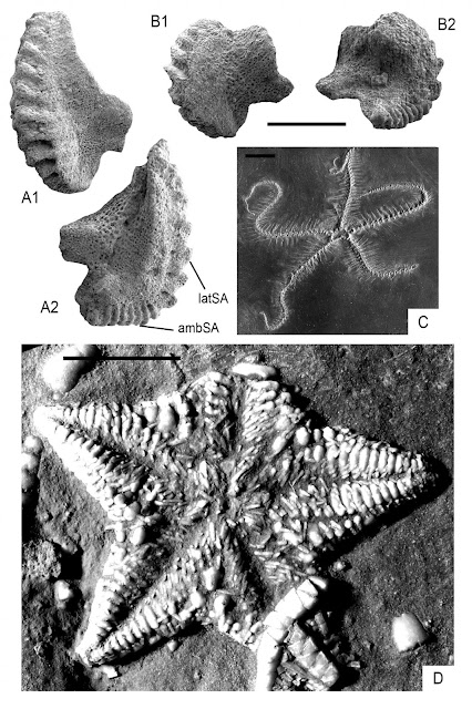 Paleozoic echinoderm hangover: Waking up in the Triassic