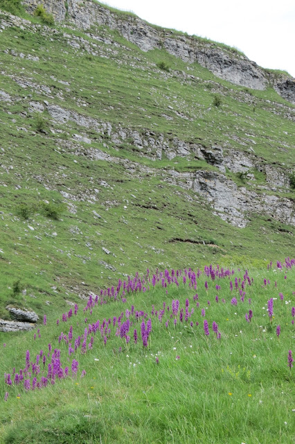 A swathe of purple wildflowers with limestone scars on the hillside in the background.