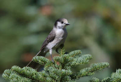 Photo of Canada Jay in conifer Photo of Canada Jay in conifer