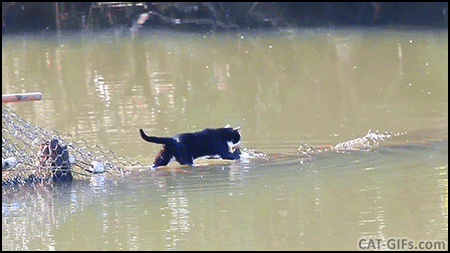 Amazing Cat GIF • Brave Cat swims and crosses a river. “Nothing can stop me!” Amazing Cat GIF • Brave Cat swims and crosses a river. “Nothing can stop me!”