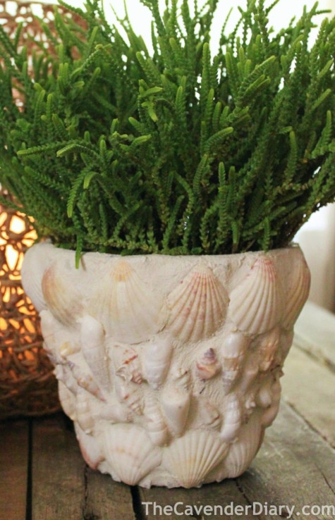 Sea Shell Pot