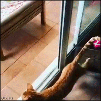 Funny cat GIF • When your cat needs good glasses. What sorcery is that glass door? Funny cat GIF • When your cat needs good glasses. What sorcery is that glass door?