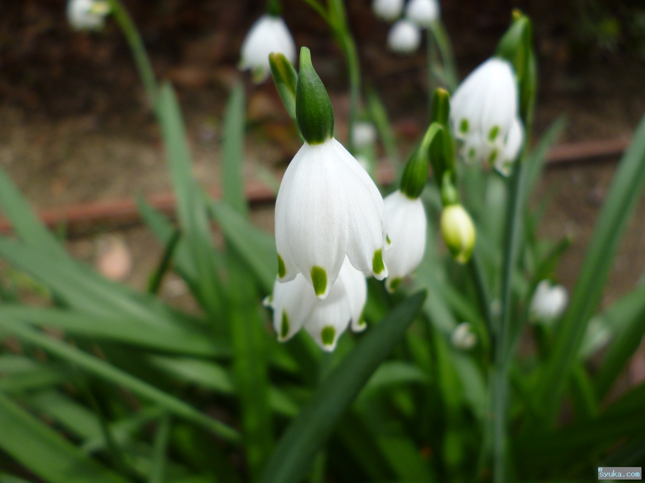 スノーフレークの花