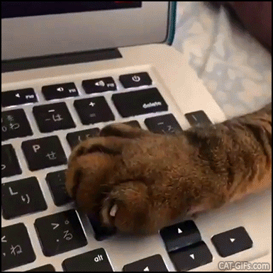 Funny Cat GIF • STOP, hooman! That's enough Internet for today, OK? Your cat is the boss at home! Funny Cat GIF • STOP, hooman! That's enough Internet for today, OK? Your cat is the boss at home!