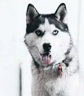 Husky