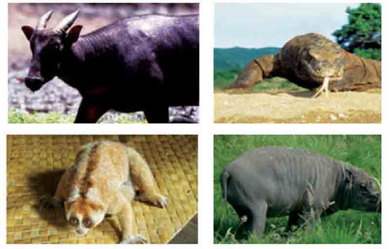 berikut yang termasuk jenis hewan tipe asia adalah