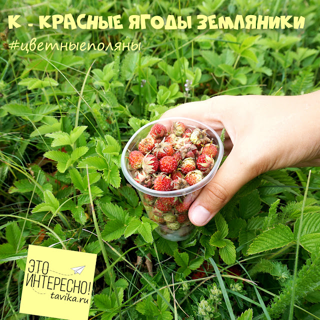 ягоды земляники, Крым