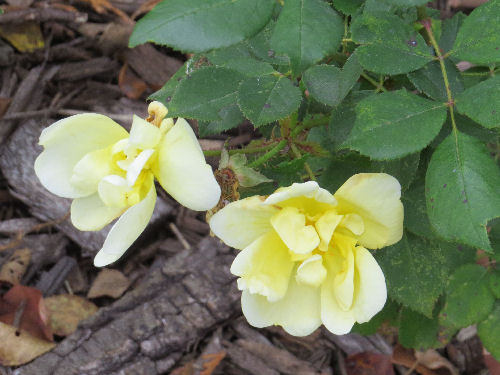 yellow roses