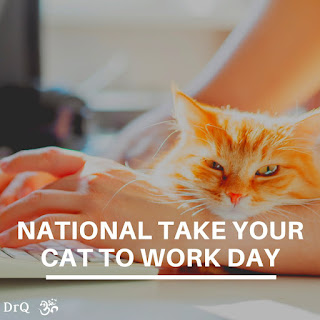 National Take Your Cat to Work Day HD Pictures, Wallpapers