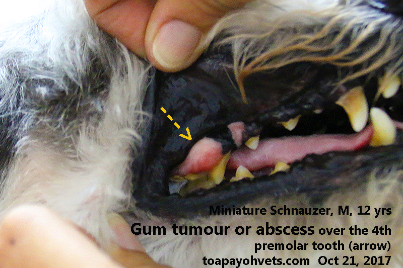 What Does An Abscess Tooth Look Like On A Dog