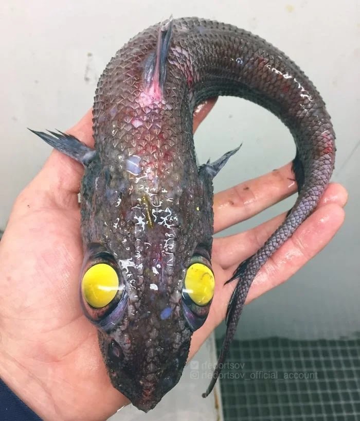 Ikan Laut Dalam Roman Fedortsov