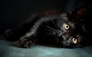 cat eye images black