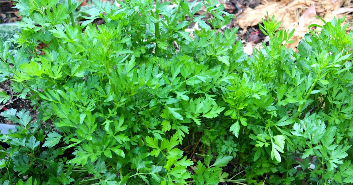 Florez Nursery Continental Parsley