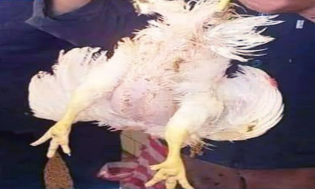 قفصة : دجاجة بأربعة أرجل تثير دهشة المواطنين !