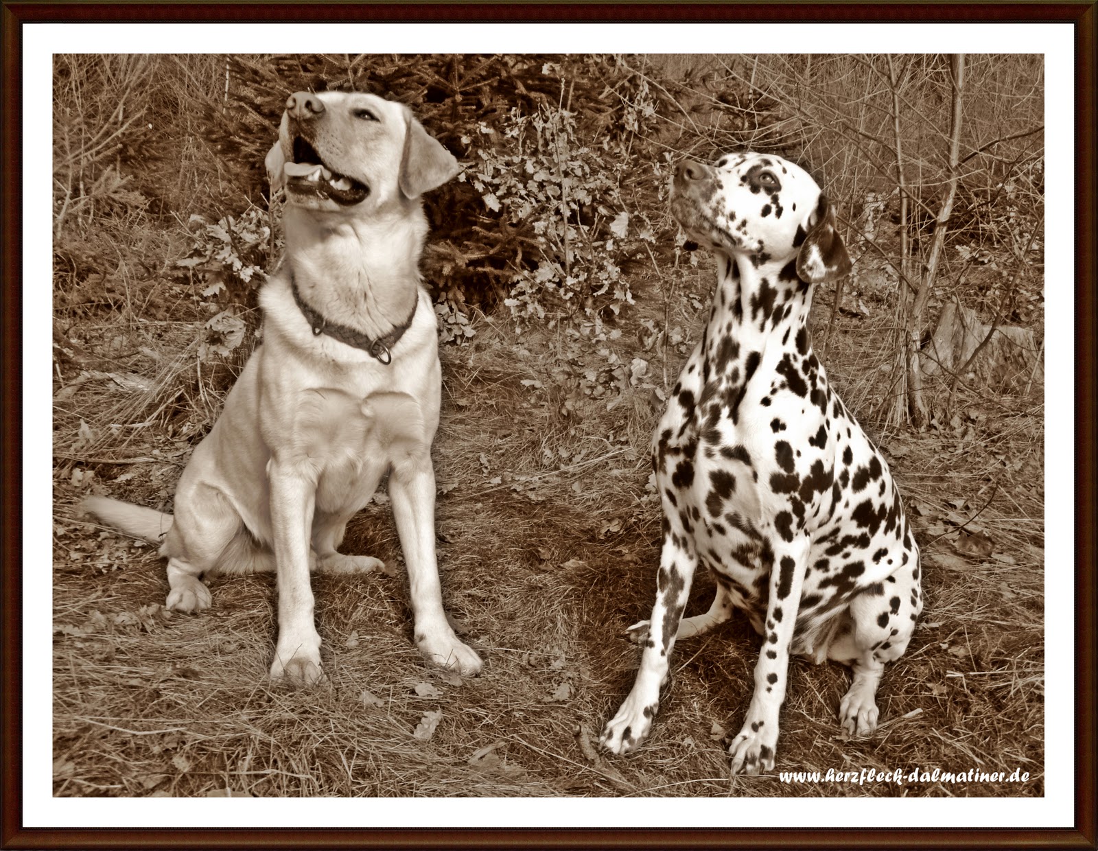 HerzfleckDalmatiner.de Februar 2011