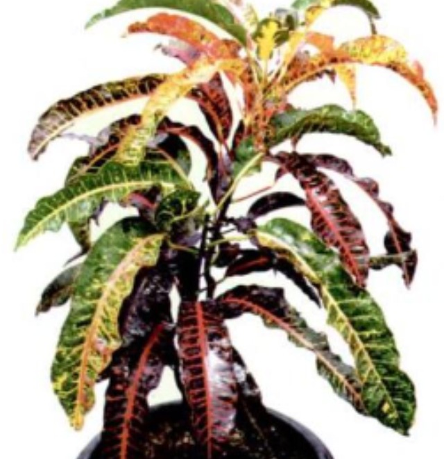 Bunga Puring yang Populer - 🥢 SettiaBlog