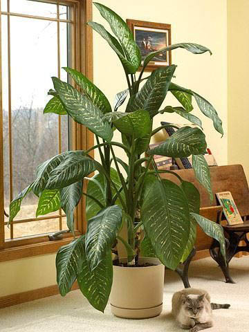 Planters For Indoor Plants