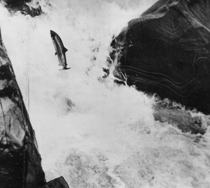 Tour Scotland Old Photograph Of Salmon Leaping Hermitage Falls