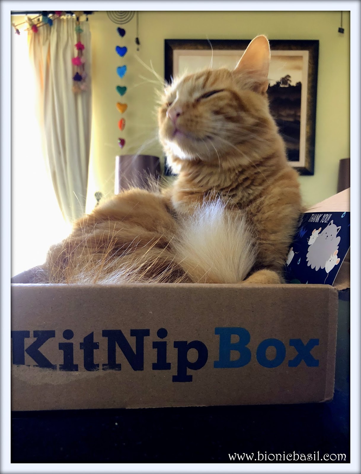 Bionic Basil® home of Basil and The B Team HAPPY BOXING DAY **The Best