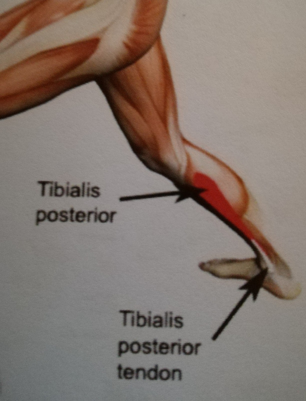 Von Oben nach UntenVom Asphaltjunkie zur Trailziege Tibialis