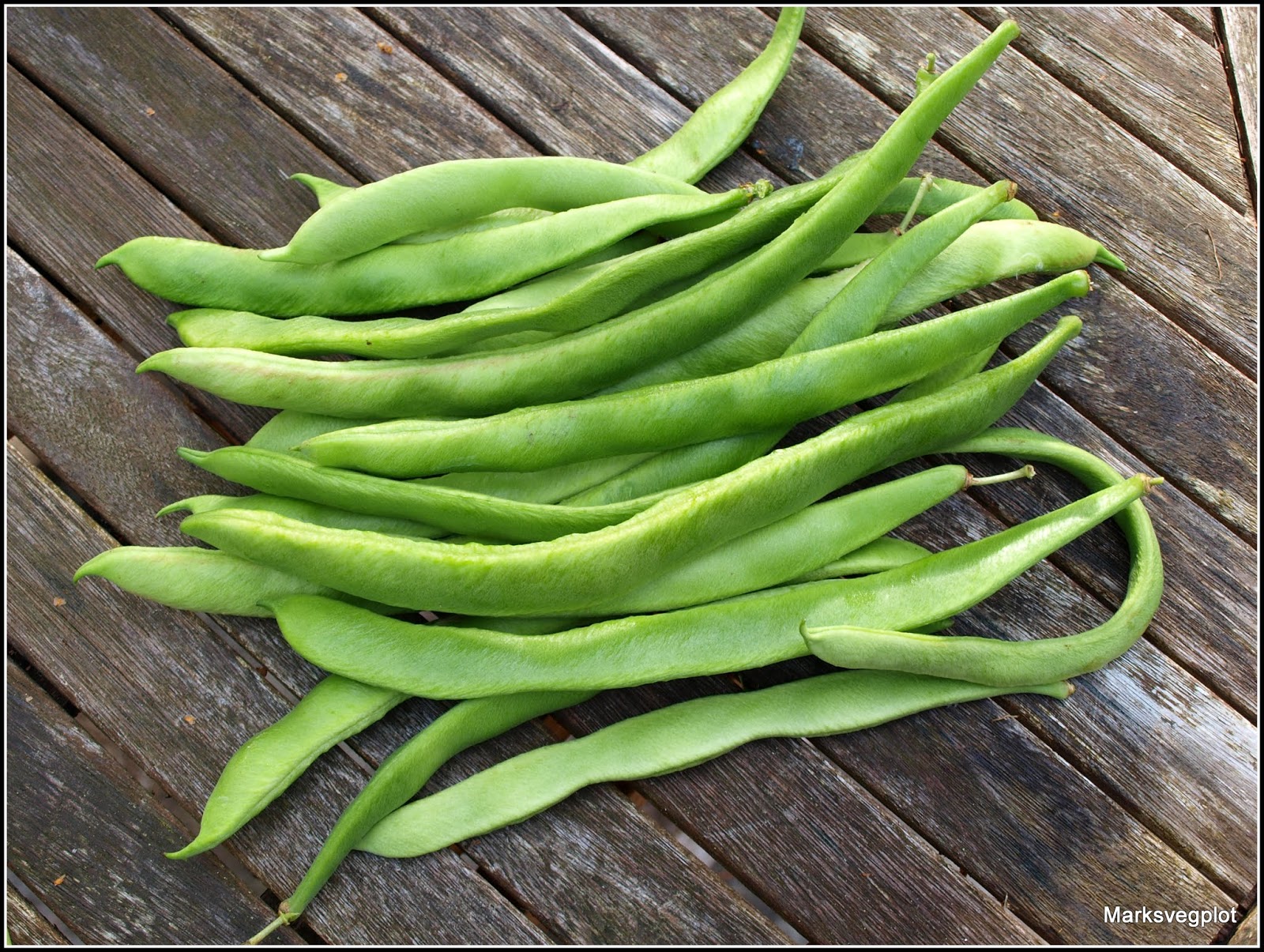 Mark's Veg Plot Runner Beans when Enough Too Many!