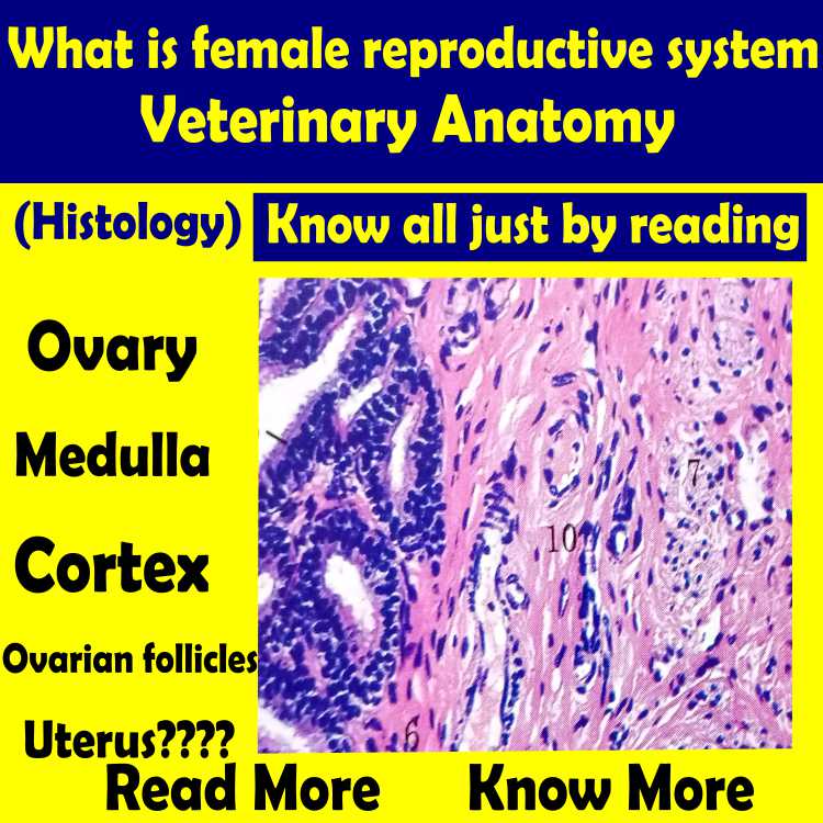 Female Reproductive System | Histology | Anjani Mishra