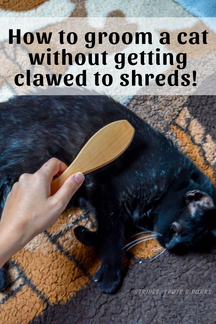 How to groom a cat Stripes Spots and Purrs