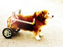 Cani disabili, ora arriva la carrozzina