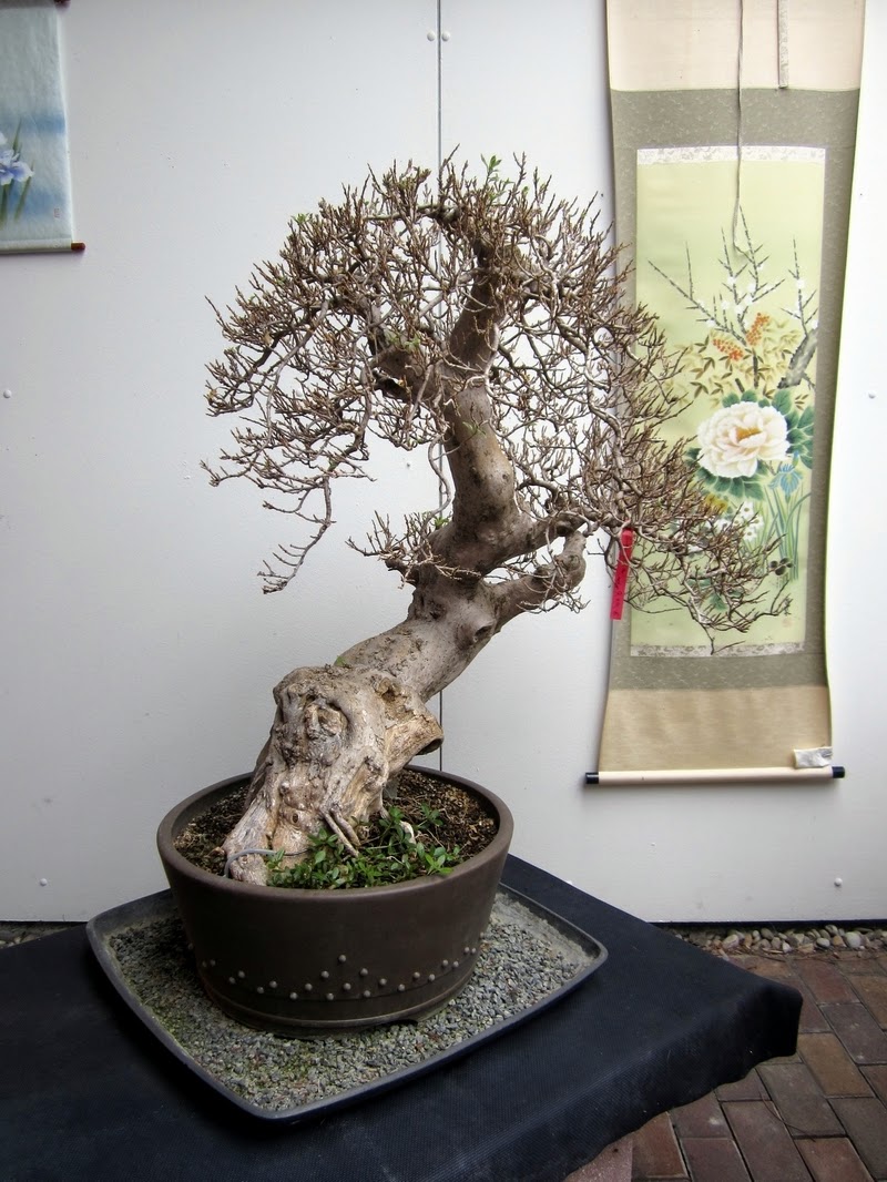 Fotos aus dem BonsaiZentrum Heidelberg