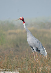 cranes flamingos sarus crane birding extrordinary ibises flightless tallest bird sc non