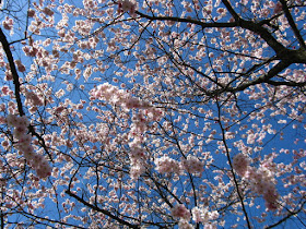 Prunus Accolade Japanese Flowering Cherry blooms at Mount Pleasant Cemetery by garden muses--not another Toronto gardening blog