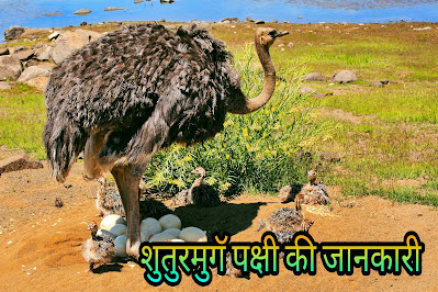 Ostrich Bird Information In Hindi