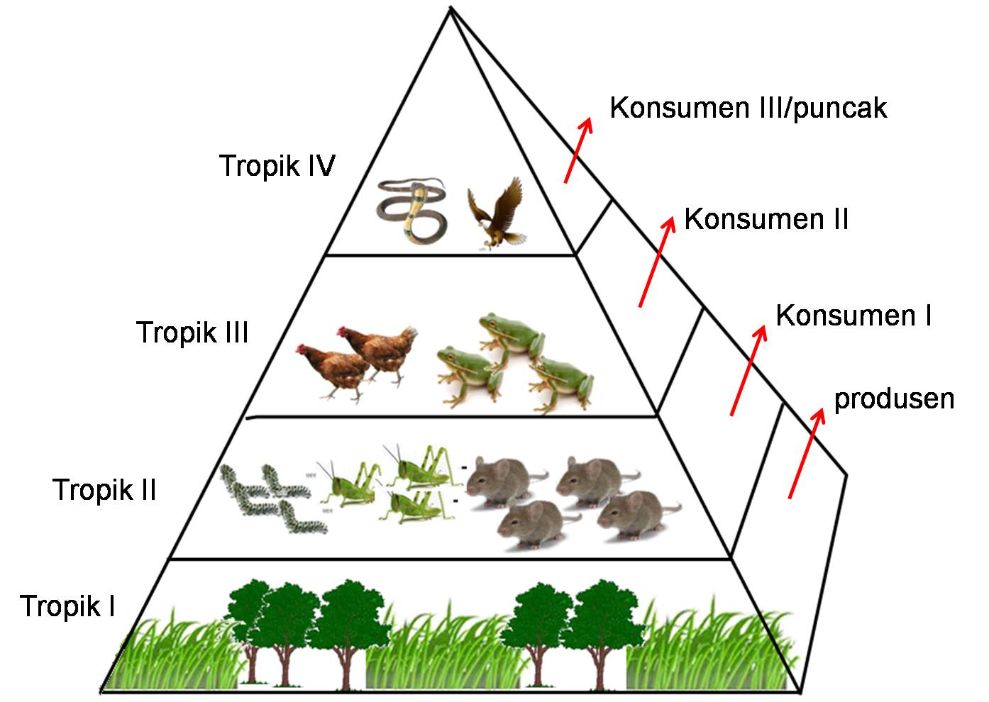 Macam Macam Piramida Ekologi